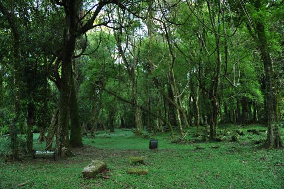 A mata cobre boa parte da Missão de Santa Ana, próximo à San Ignacio Mini, na Argentina